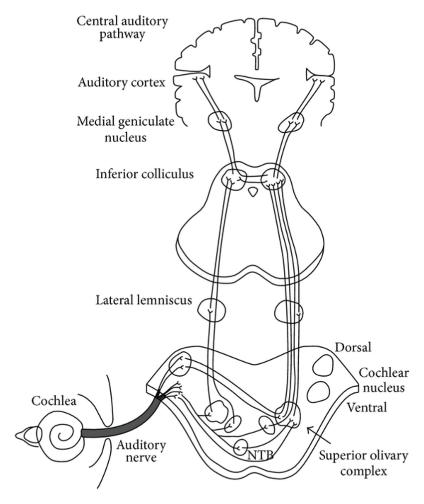 850x1010 Diagram Of Classical Auditory Pathways From Ear To