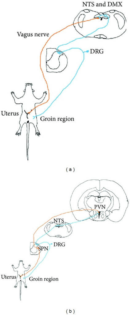 423x1024 Schematic Drawing Of Three Neuronal Pathways Of Somatov Open I