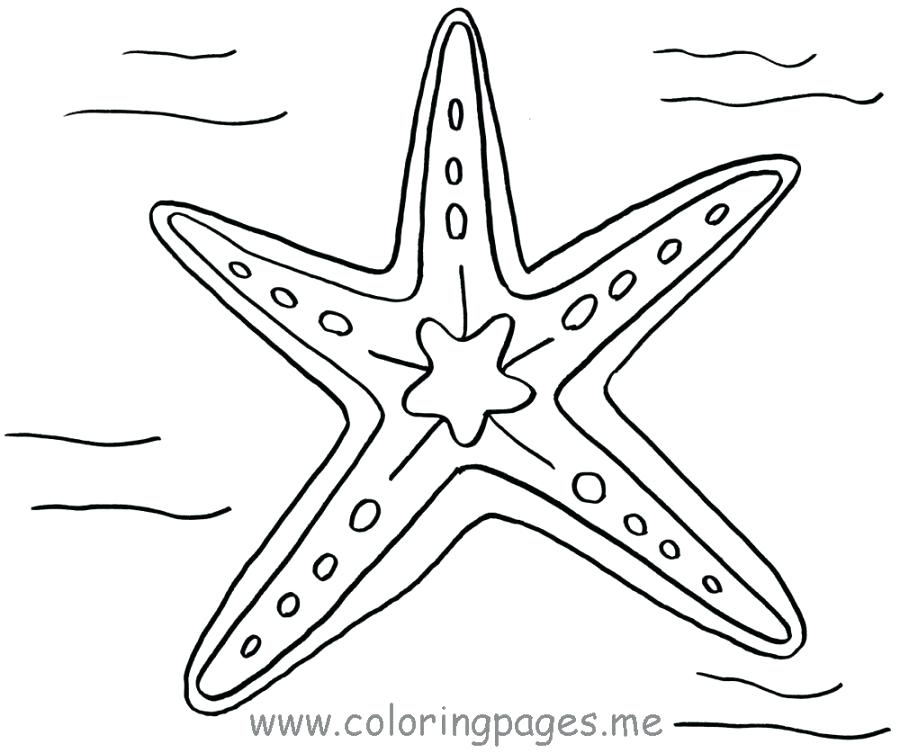 900x753 Star Fish Coloring Page