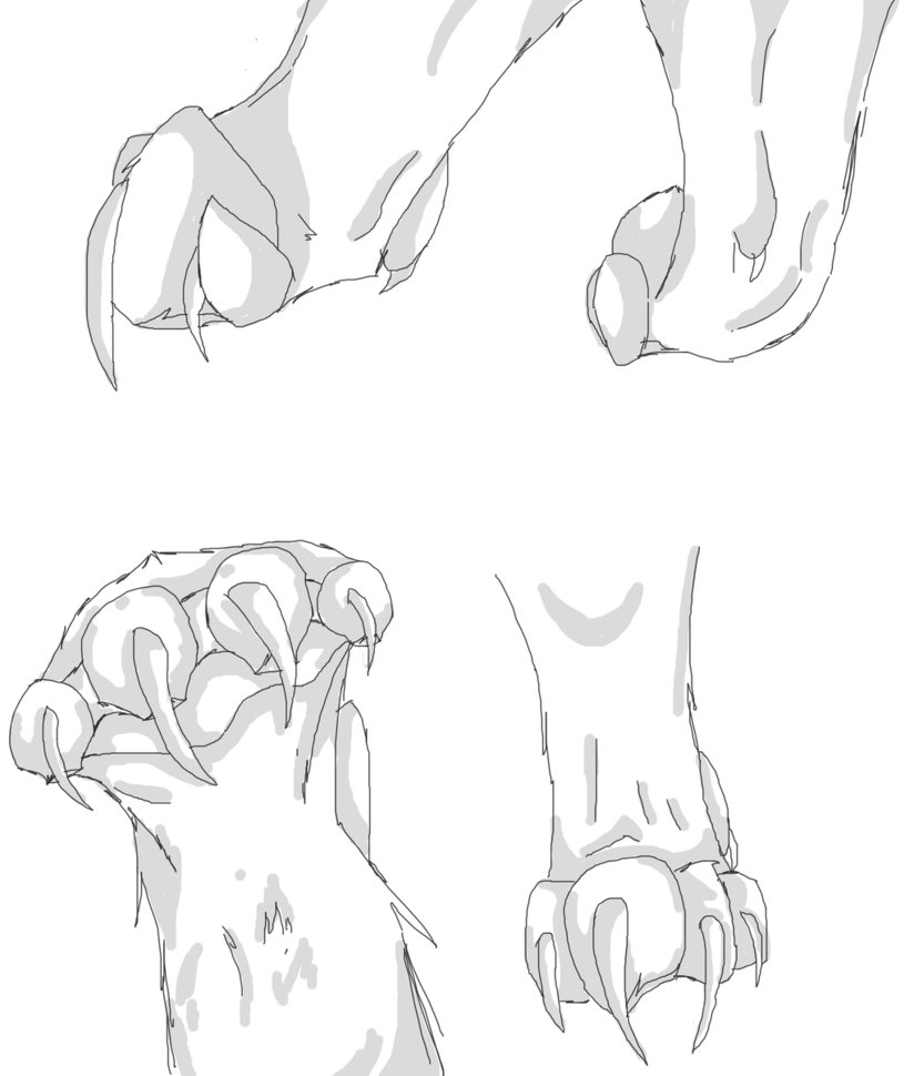 824x970 Cat Paw Overviewanatomy Practice By Avenryn