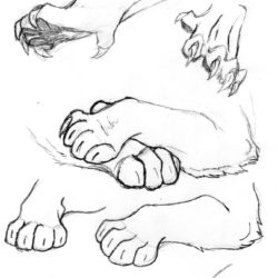 Paw Drawing at GetDrawings | Free download