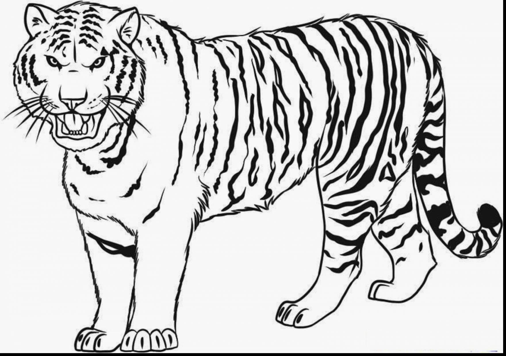 1760x1239 Good How To Draw Tiger Drawing With Daniel Tiger Coloring Pages