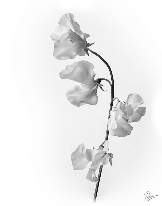 640x815 Images Of Pea Black And White