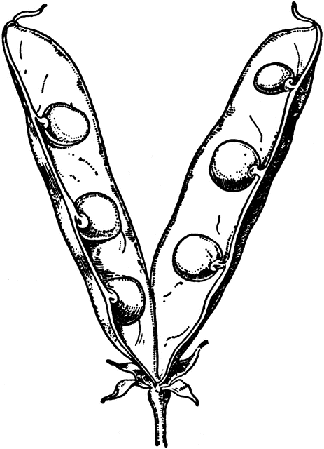 463x640 Pea Fruit Clipart Etc