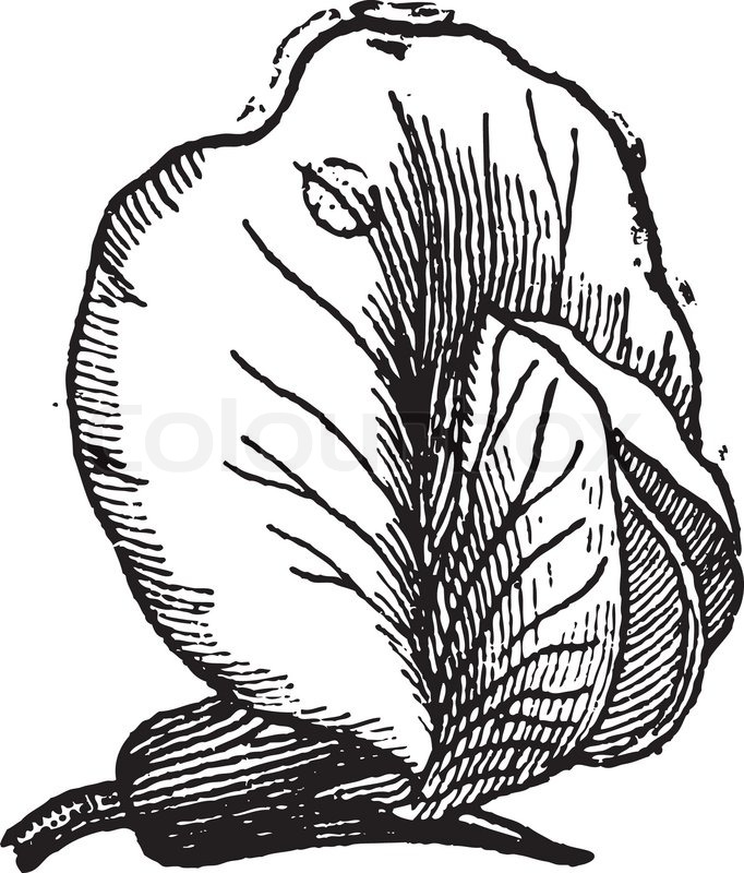 682x800 Pea Or Pisum Sativum, Showing Whole Flower, Vintage Engraved