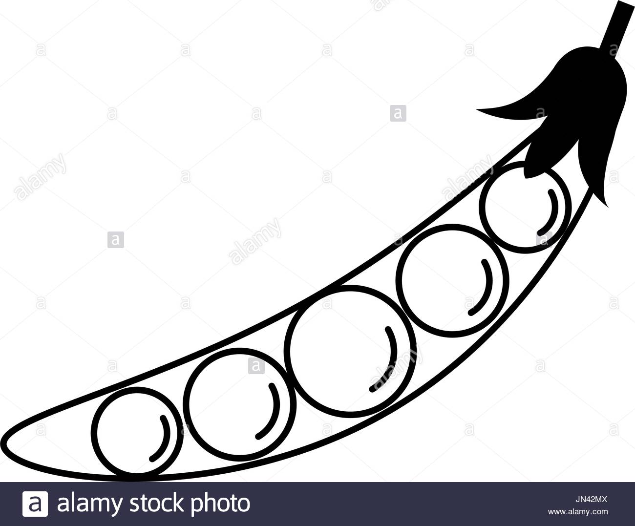 1300x1077 Peas Pod Black And White Stock Photos Amp Images