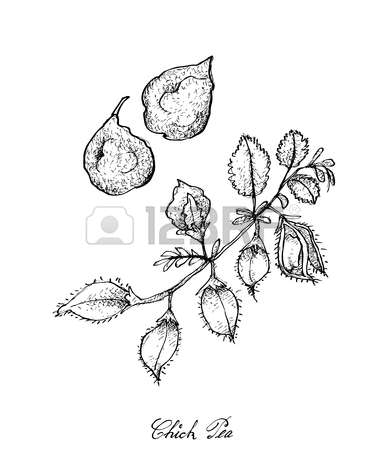 386x450 Vegetable, Illustration Of Hand Drawn Sketch Fresh Pigeon Pea