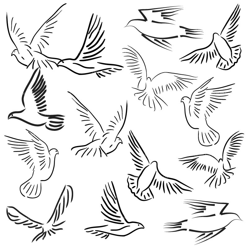 800x800 Peace Dove Image 384618