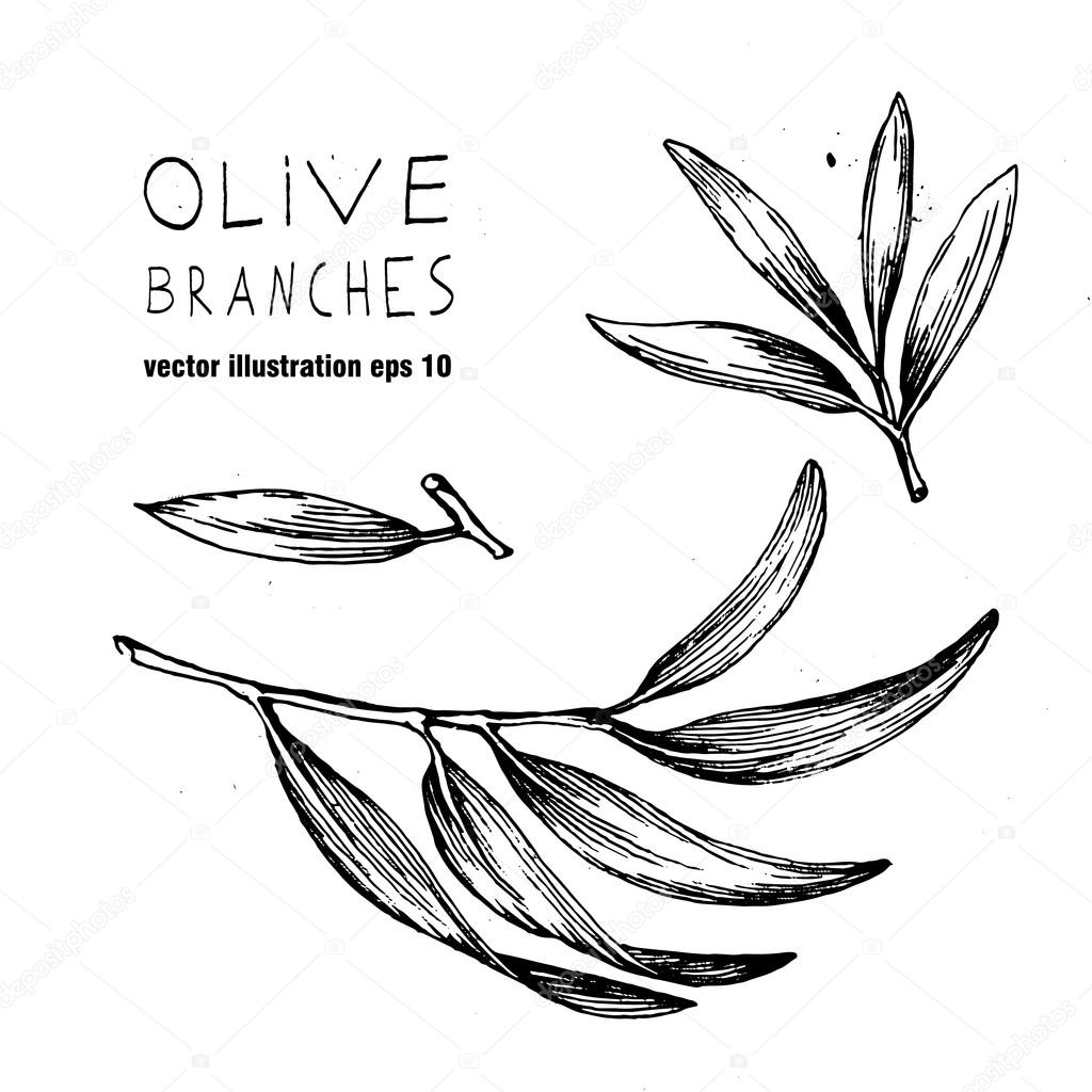 1024x1024 Set Of Hand Drawn Vector Olive Branch Logo. Olives Oil Sign