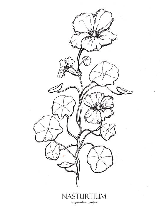 570x713 Nasturtium Print Flower Art Botanical Illustration Floral