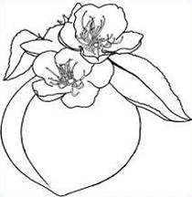 210x216 Peach Blossom Clipart