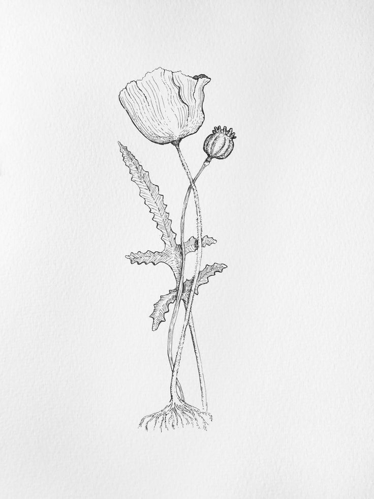 736x981 26 Best Illustrations, Drawings, Comics, Finished Work Images