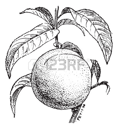 411x450 4,646 Peach Drawing Stock Vector Illustration And Royalty Free