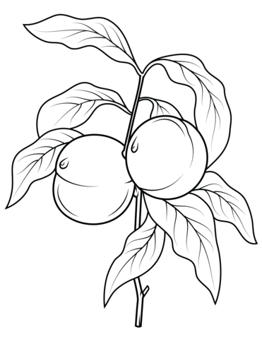 371x480 Peach Tree Branch Coloring Page Free Printable Coloring Pages