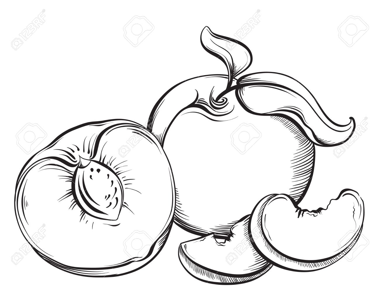 1300x1050 Peach. Hand Drawn Fruit. Sketch Vector Illustration Royalty Free