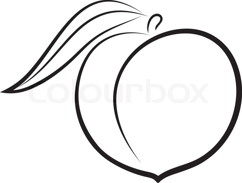 800x605 Artistic Outline Sketch Of Peach. Vector Illustration Stock