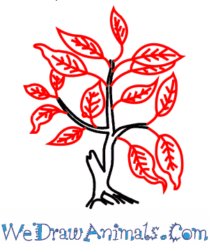 300x350 How To Draw A Fig Tree