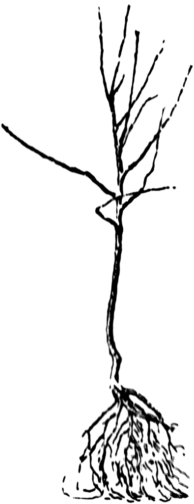 395x1024 Unpruned Peach Tree Clipart Etc