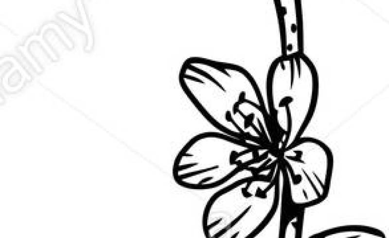 800x491 Grey And Peach Flower Clip Art Gardening Flower And Vegetables