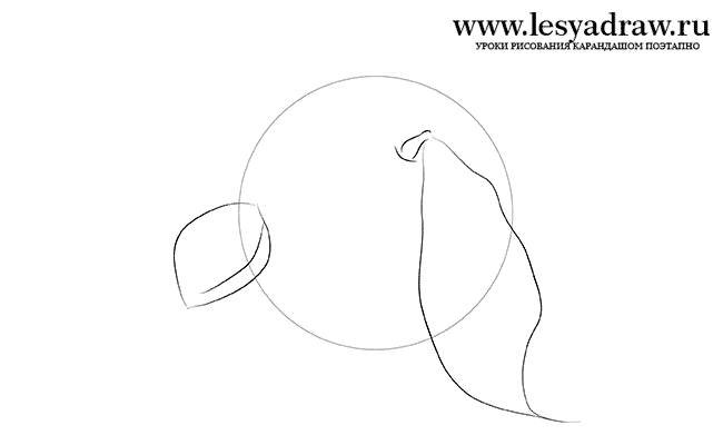 650x400 How To Draw A Peach With A Pencil Step By Step