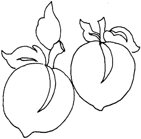 480x474 Peach 6 Coloring Page Free Printable Coloring Pages