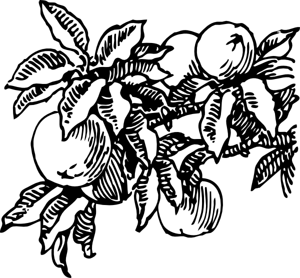 600x556 Peaches Clip Art