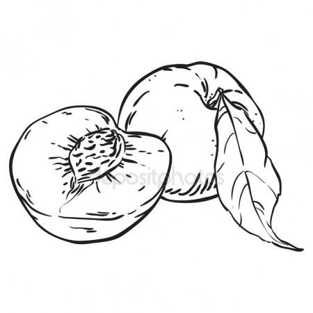 450x450 Peaches Hand Drawn Sketch Illustration Stock Vector Vasilixa