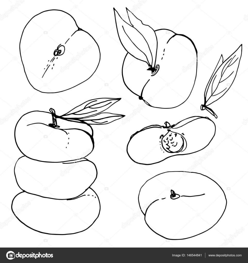 963x1024 Hand Drawn Peaches Set Stock Vector