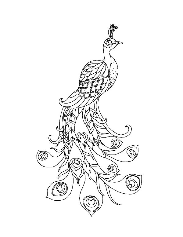 600x776 Peacock Bird Coloring Pages To Print