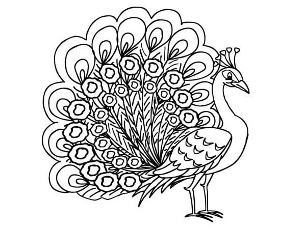 600x448 Printable Peacock Coloring Pages Coloring Me