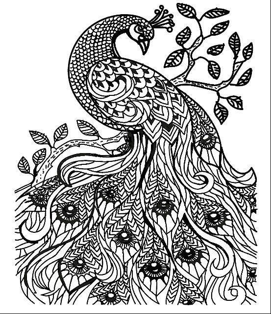 Peacock Black And White Drawing at GetDrawings | Free download