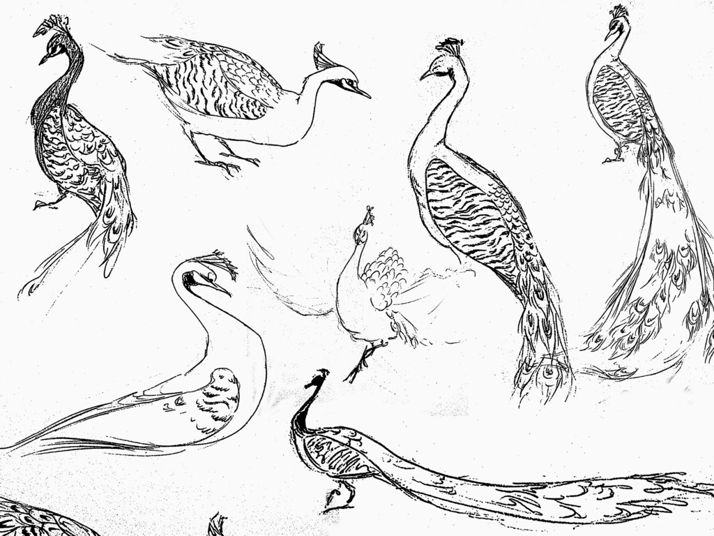 1024x768 Peacock Sketches By Mulefa