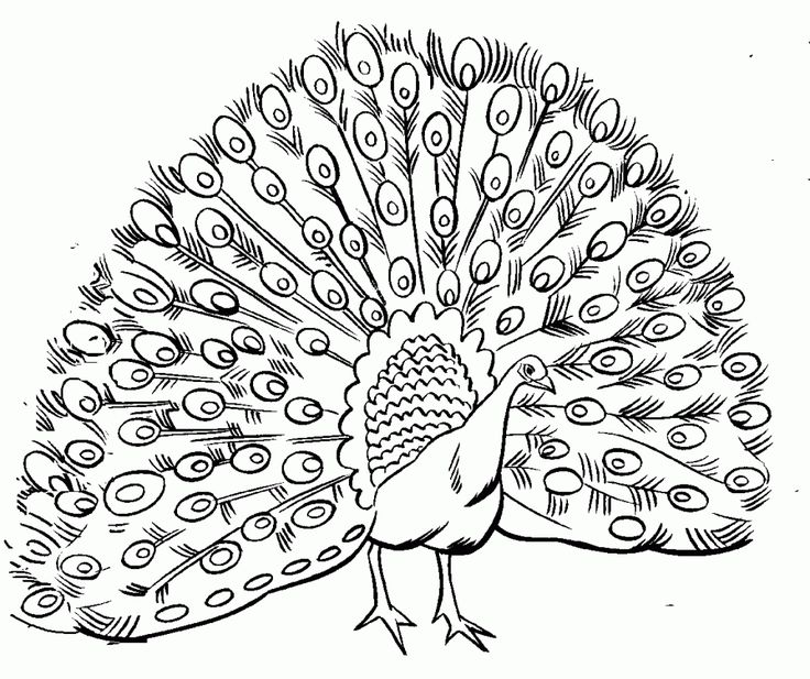 736x617 Best Peacock Coloring Pages Ideas On Adult