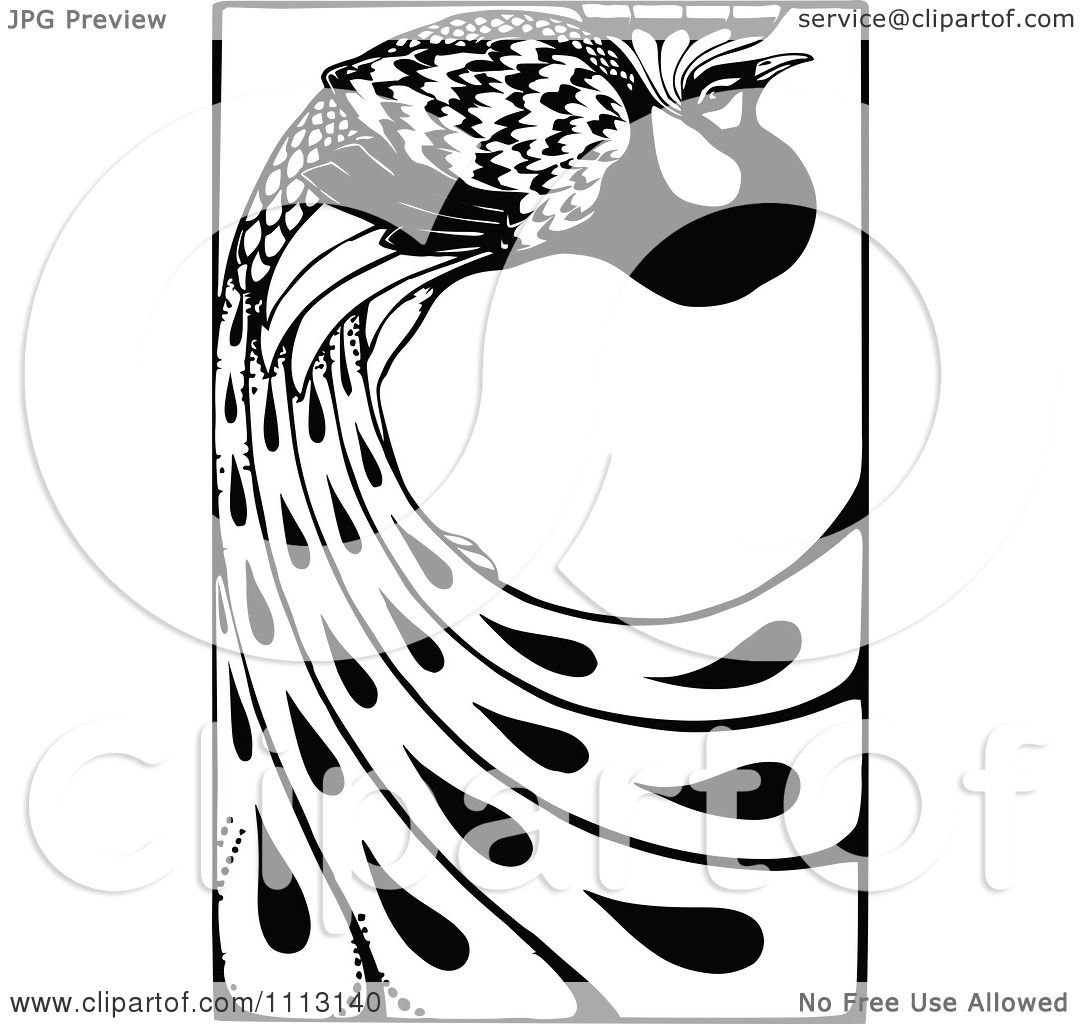 1080x1024 Clipart Vintage Black And White Peacock With Long Feathers