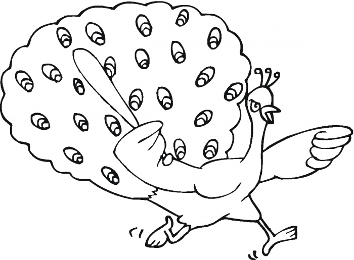 700x515 Bird Peacock Coloring Pages Free Printable Coloring Pages (3