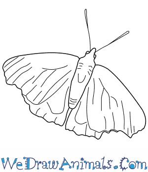 300x350 How To Draw A Peacock Butterfly