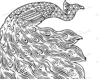 340x270 Peacock Clipart Coloring Page
