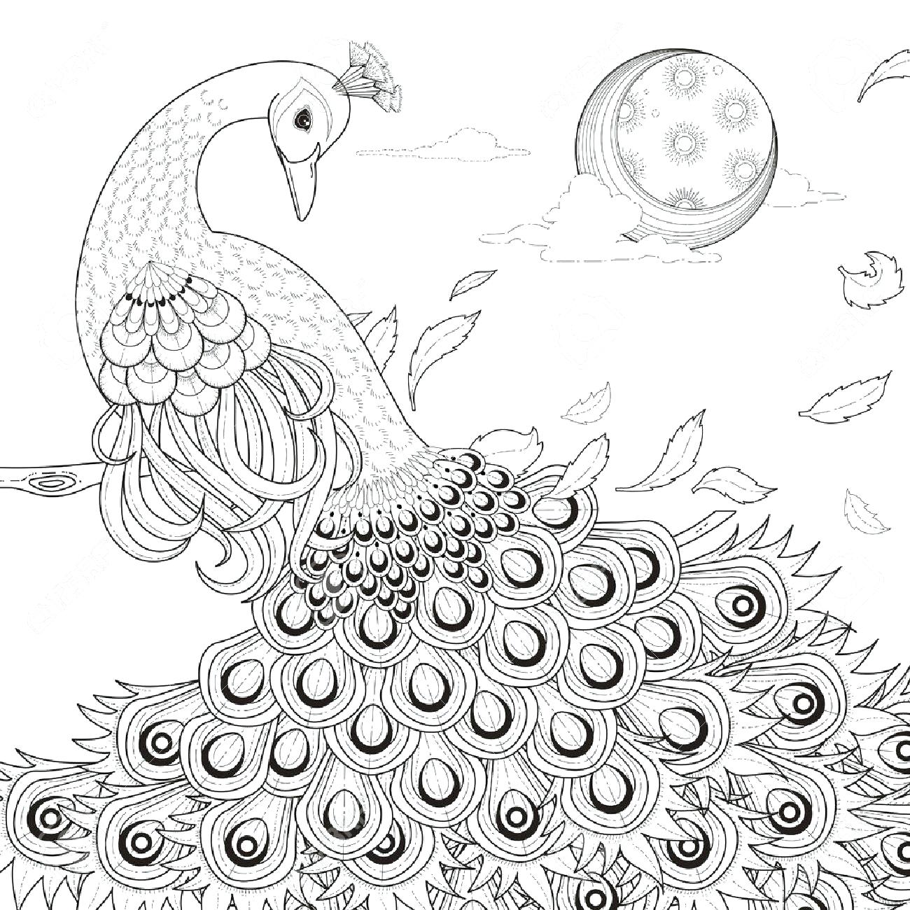 1300x1300 Coloring Peacock Coloring Pages Free Of For Drawing Page Advanced