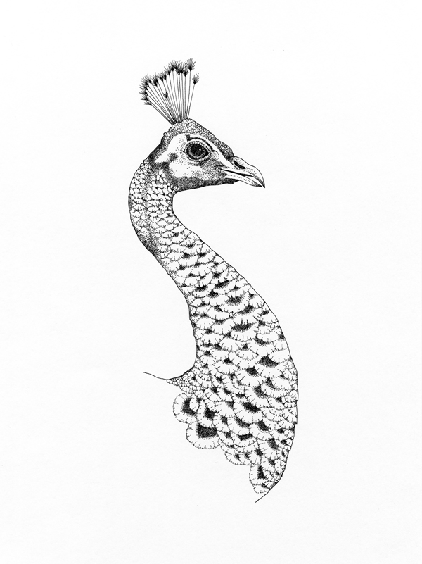 600x801 Ink Drawings