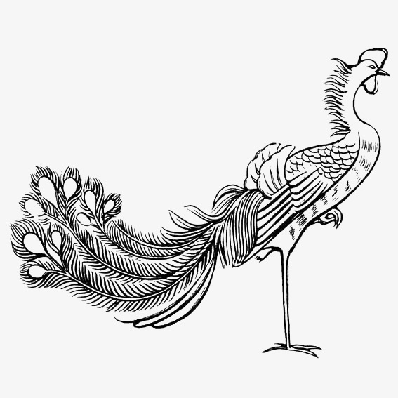 567x567 Black And White Lines Painted Peacock, Peacock, Black And White