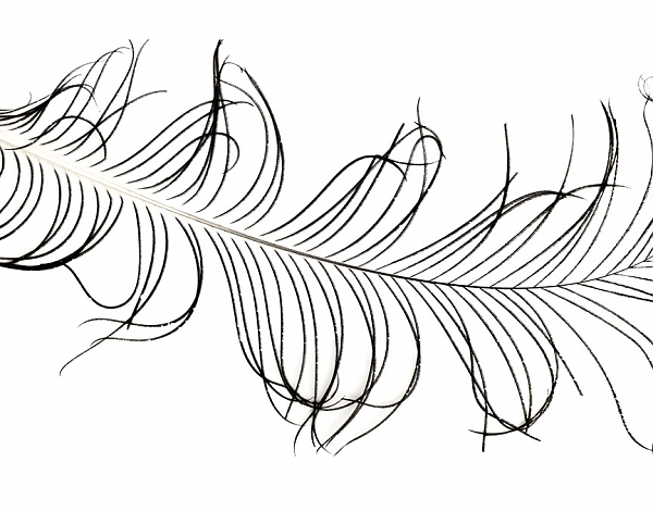 600x471 Abstract Photography Minimalist Print Peacock Feather Art Black