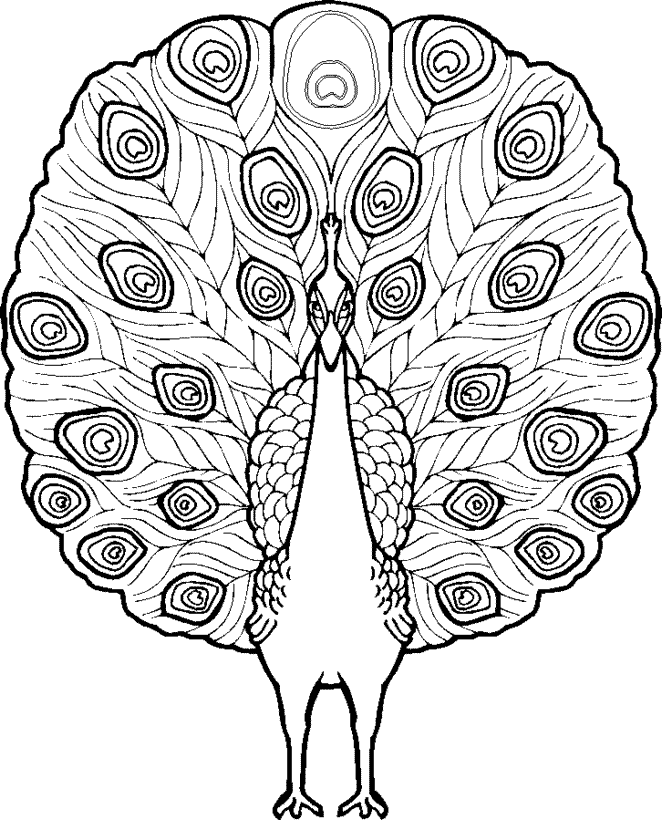 662x820 Peacock Coloring Page