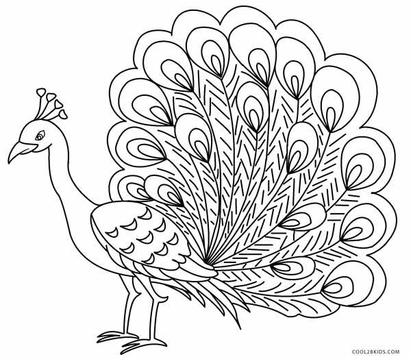 Peacock Drawing Color at GetDrawings | Free download