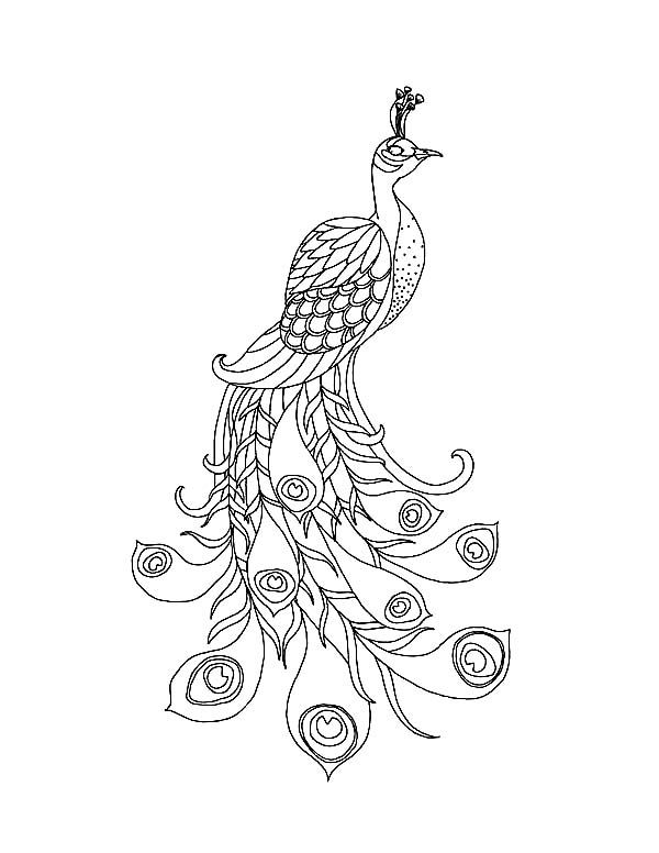 600x776 54 Best Coloring Images On Coloring Books, Peacock