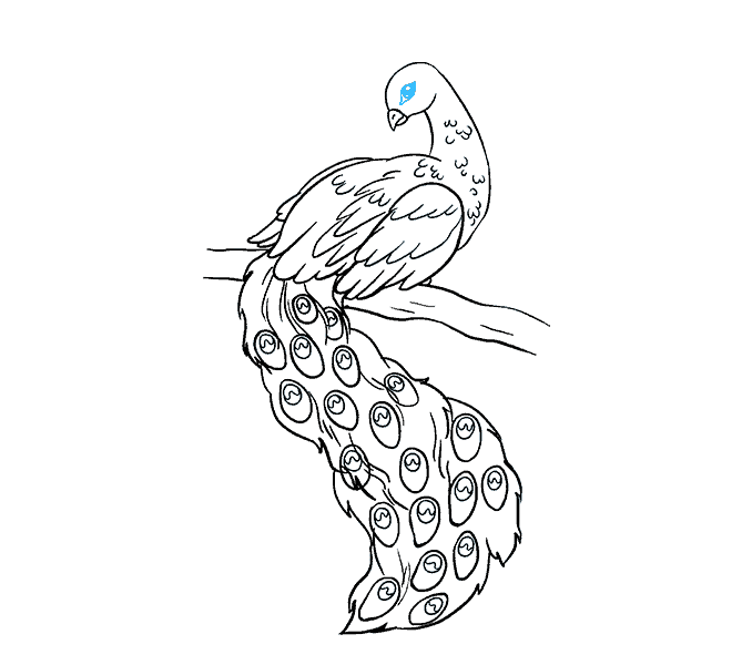 678x600 How To Draw A Peacock In A Few Easy Steps Easy Drawing Guides