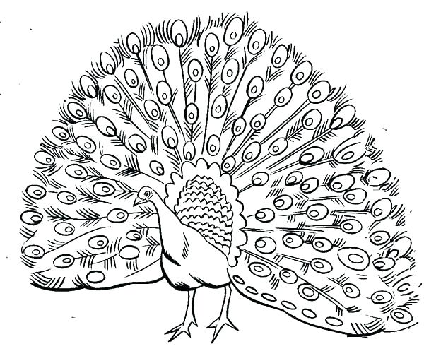 600x504 Best Of Peacock Coloring Pages Images Peacock Coloring Page