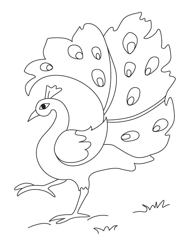 612x792 Cartoon Peacock Coloring Pages Printable For Kids Feather Page