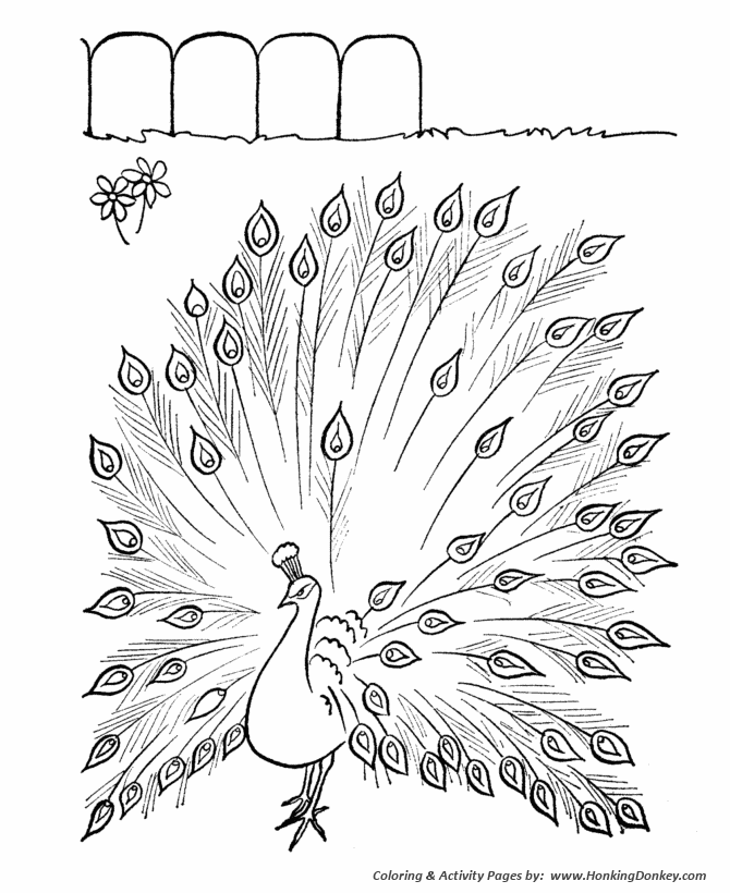 670x820 Farm Animal Coloring Pages Printable Peacock Coloring Page