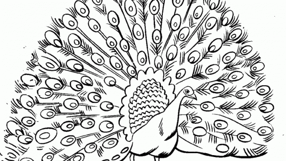 585x329 Peacock Coloring Pages 4 Nice For Kids Of Sheet We Are All Kids