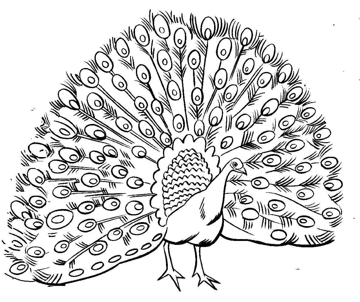 1184x994 Reliable Peacock Coloring Pages Free Printable For Kids
